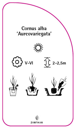 Cornus alba 'Aureovariegata'