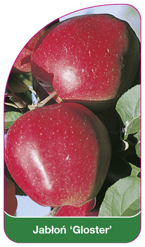 Jabłoń 'Gloster'