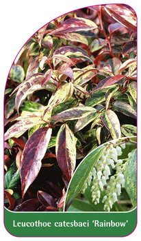 Leucothoe catesbaei 'Rainbow'