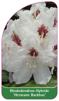 Rhododendron-Hybride 'Hermann Backhus'