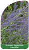 Perovskia atriplicifolia 'Lacey Blue'