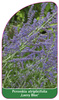 Perovskia atriplicifolia ,Lacey Blue'