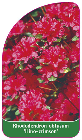 Rhododendron obtusum 'Hino-crimson'