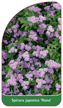 Spiraea japonica 'Nana'