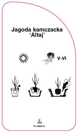 Kamchatka berry "Altai