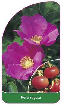 Rosa rugosa
