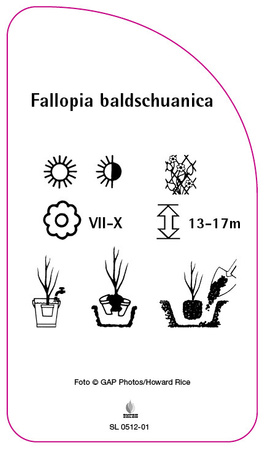 Fallopia baldschuanica