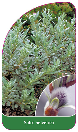 Salix helvetica