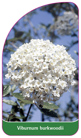 Viburnum burkwoodii