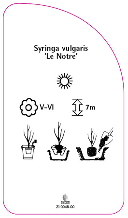 Syringa vulgaris 'Le Notre'