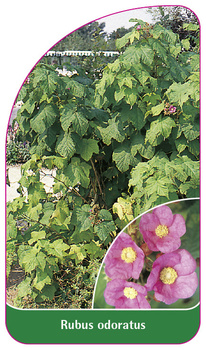 Rubus odoratus