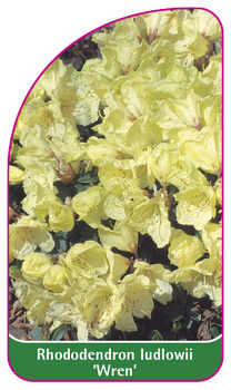 Rhododendron ludlowii 'Wren'