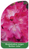 Rhododendron-Hybride 'Brigitte'