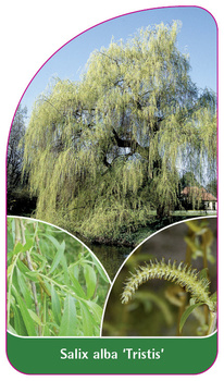 Salix alba 'Tristis'