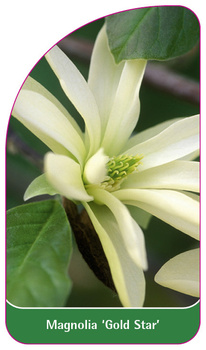 Magnolia 'Gold Star'