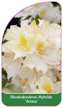 Rhododendron-Hybride 'Arima'