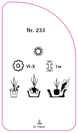 Trandafir cu flori mari Nr. 233