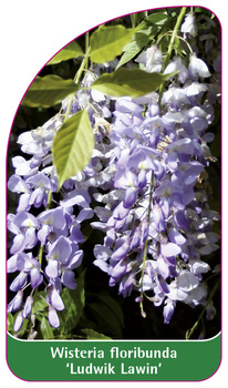 Wisteria floribunda 'Ludwik Lawin'