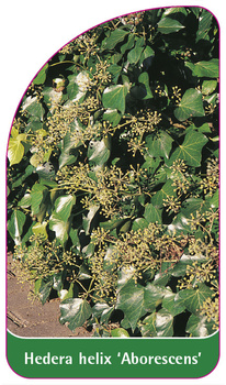 Hedera helix 'Arborescens'