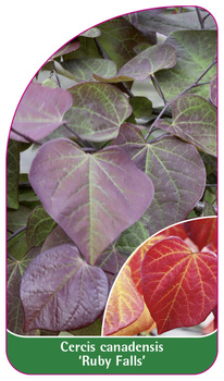 Cercis canadensis 'Ruby Falls'
