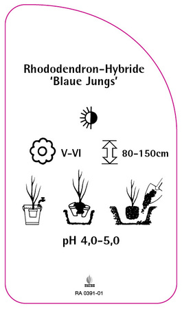 Rhododendron-Hybride 'Blaue Jungs'