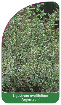 Ligustrum ovalifolium 'Argenteum'