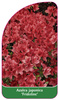 Azalea japonica 'Fridoline'