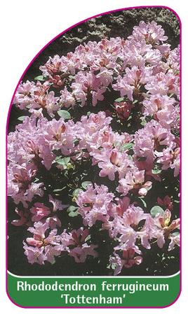 Rhododendron ferrugineum 'Tottenham'