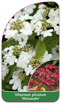 Viburnum plicatum 'Watanabe'