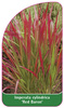 Imperata cylindrica "Red Baron