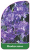 Rhododendron