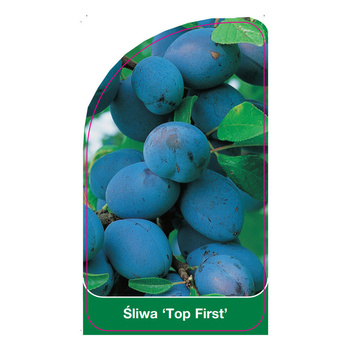Śliwa 'Top First'
