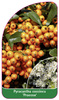 Pyracantha coccinea 'Praecox'