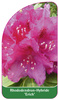 Rhododendron-Hybride 'Erich'