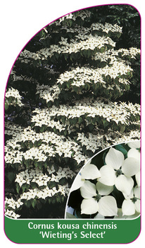 Cornus kousa chinensis 'Wieting's Select'
