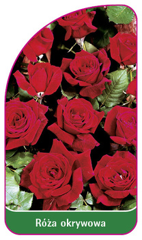 Róza okrywowa Nr. 306 B