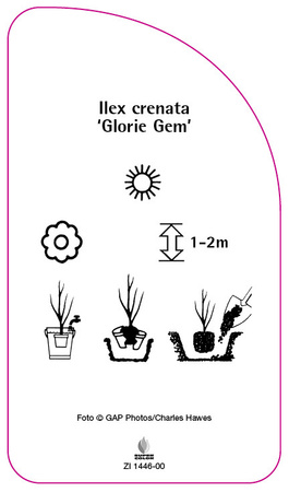 Ilex crenata 'Glorie Gem'