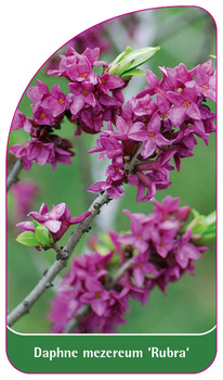 Daphne mezereum 'Rubra'