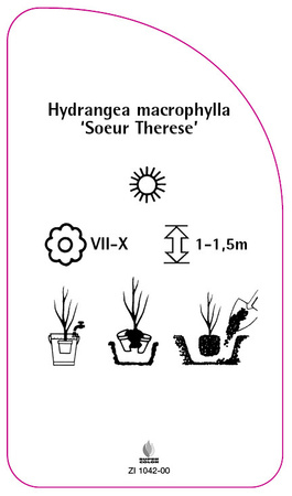 Hydrangea macrophylla 'Soeur Therese'
