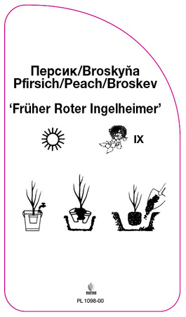 Brzoskwinia 'Früher Roter Ingelheimer'