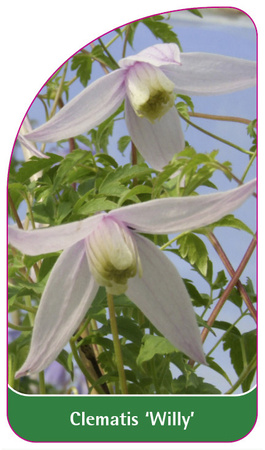 Clematis 'Willy'