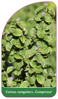 Cornus sanguinea ,Compressa'