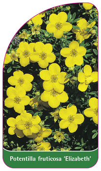 Potentilla fruticosa 'Elizabeth'