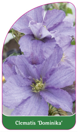 Clematis 'Dominika'
