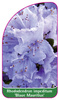 Rhododendron impeditum 'Blaue Mauritius'