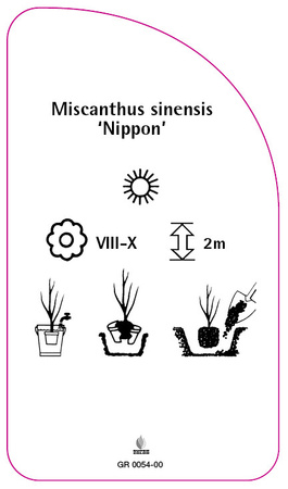 Miscanthus sinensis 'Nippon'