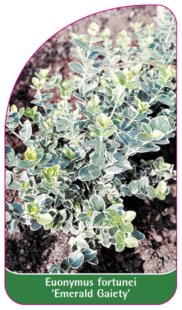 Euonymus fortunei 'Emerald Gaiety'