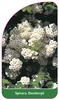 Spiraea thunbergii