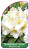 Rhododendron rupicola 'Cream Cost'