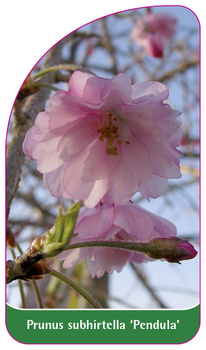 Prunus subhirtella 'Pendula'